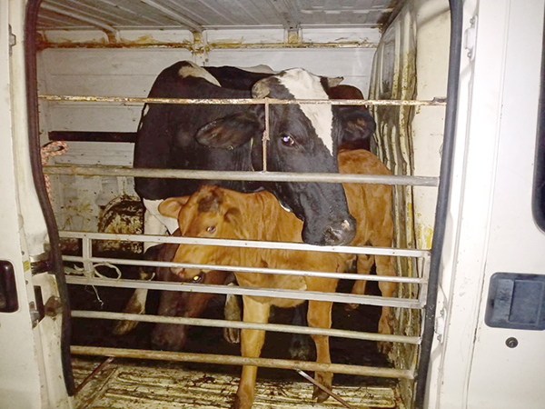 Câmeras de monitoramento identificam autores de furto de gado e GCM realiza prisão